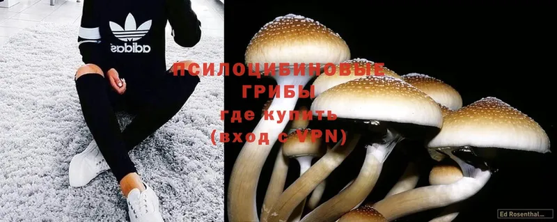 mega ссылка  Кызыл  Псилоцибиновые грибы Cubensis  что такое наркотик 